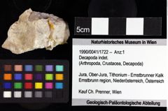 Foto (Objket + Etiketten) von Cracensigillatus acutirostris (Moericke, 1889) 